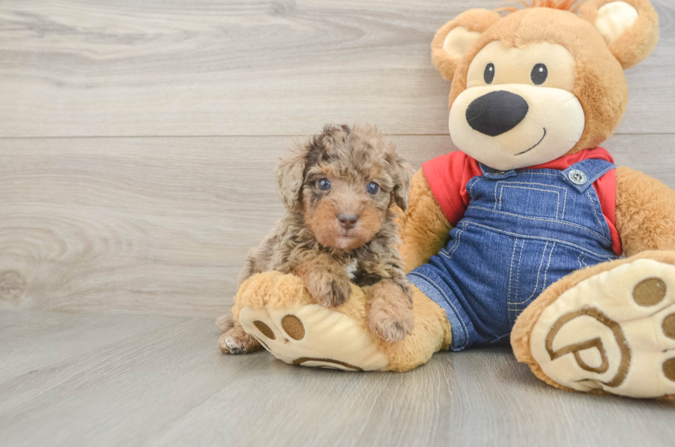 5 week old Poodle Puppy For Sale - Premier Pups