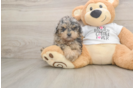 Hypoallergenic Poodle Baby