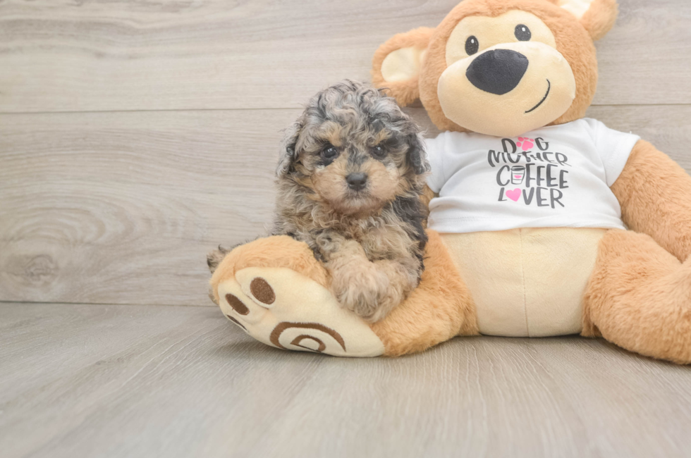 5 week old Poodle Puppy For Sale - Premier Pups