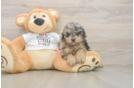 Poodle Puppy for Adoption