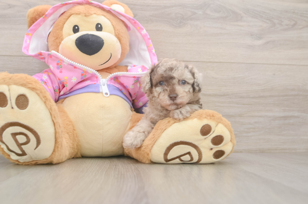 5 week old Poodle Puppy For Sale - Premier Pups
