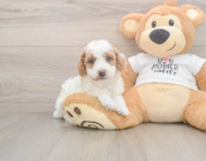 6 week old Poodle Puppy For Sale - Premier Pups