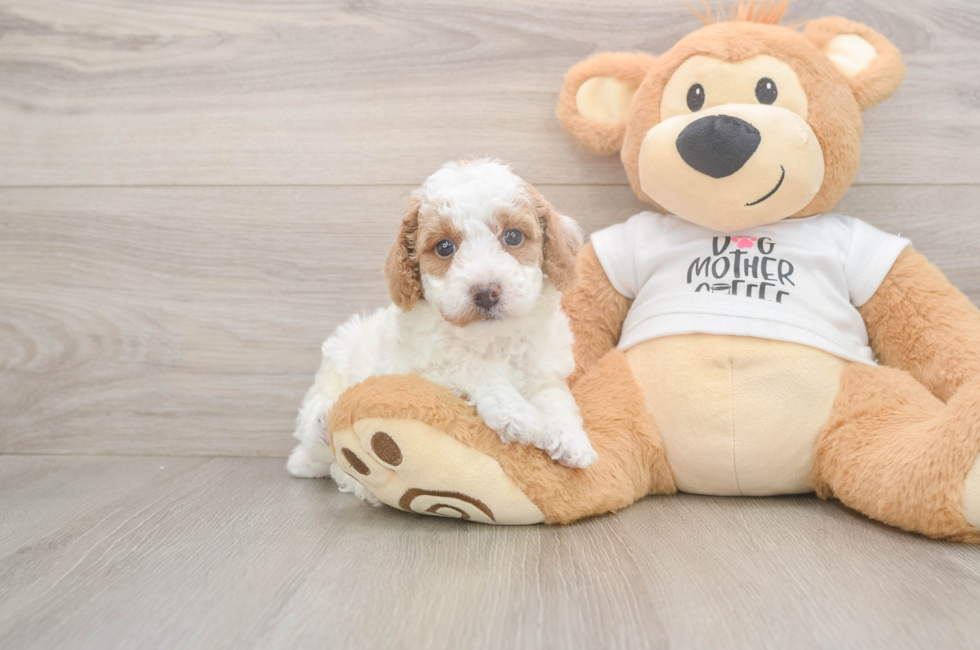 5 week old Poodle Puppy For Sale - Premier Pups