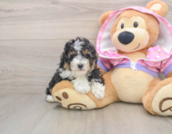 6 week old Poodle Puppy For Sale - Premier Pups