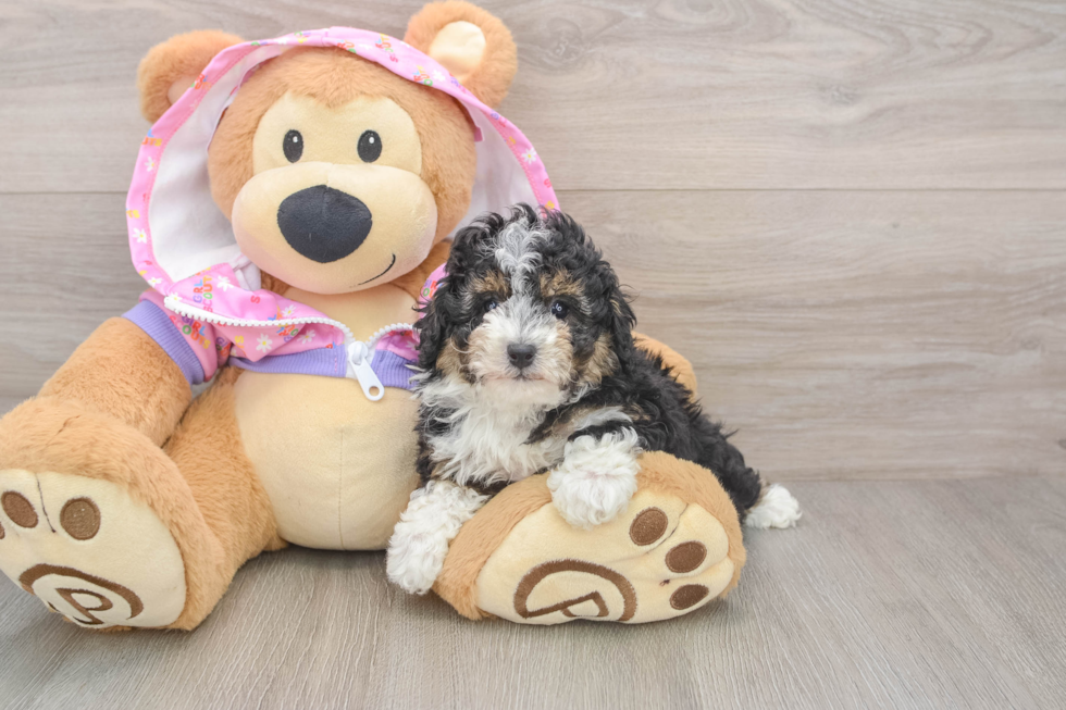 Poodle Puppy for Adoption