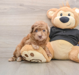 6 week old Poodle Puppy For Sale - Premier Pups