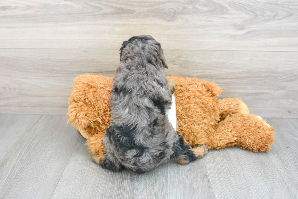 Poodle Pup Being Cute