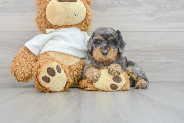 Poodle Pup Being Cute