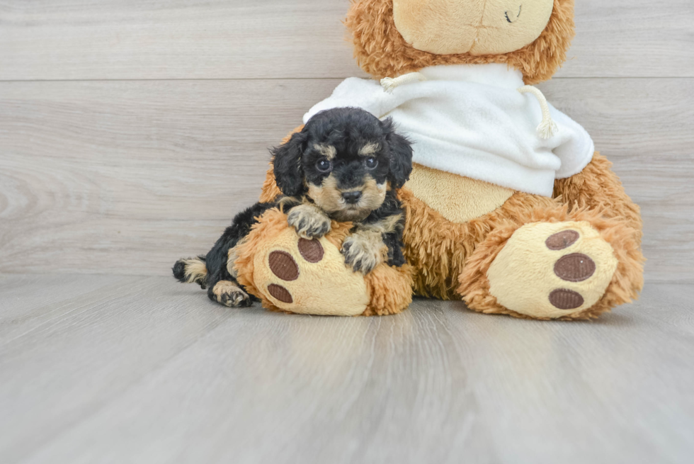 Poodle Puppy for Adoption