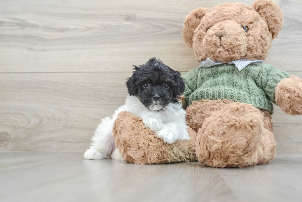 Friendly Poodle Purebred Pup