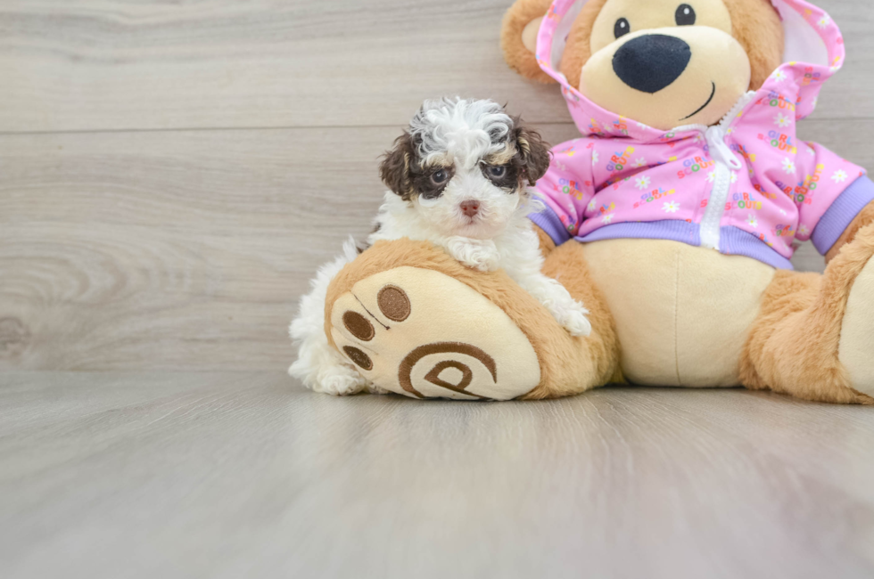 7 week old Poodle Puppy For Sale - Premier Pups