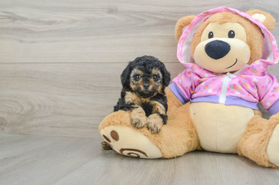 5 week old Poodle Puppy For Sale - Premier Pups