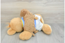 Poodle Puppy for Adoption