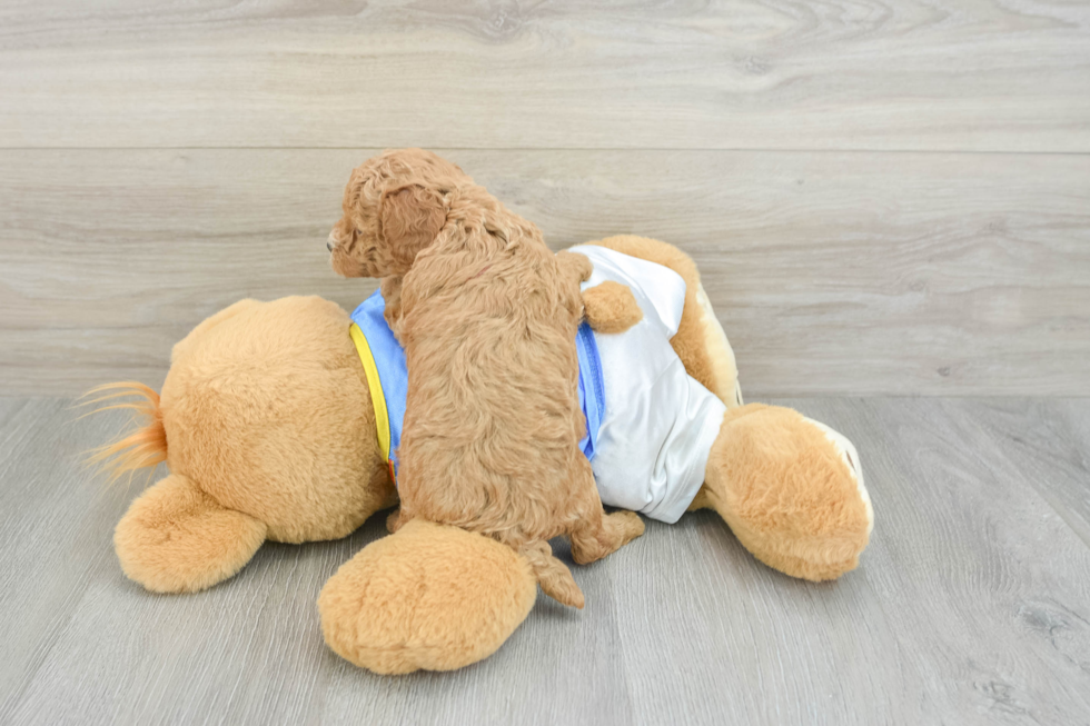 Poodle Puppy for Adoption