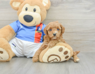 6 week old Poodle Puppy For Sale - Premier Pups