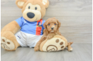 Happy Toy Poodle Purebred Puppy