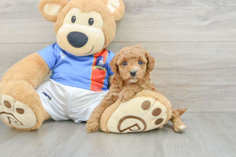 Happy Toy Poodle Purebred Puppy