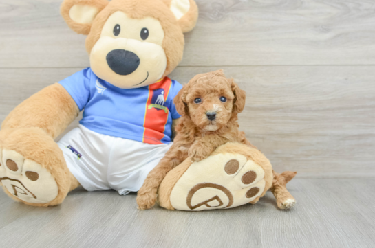 Happy Toy Poodle Purebred Puppy