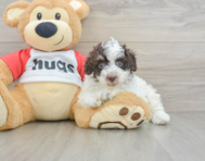 7 week old Poodle Puppy For Sale - Premier Pups