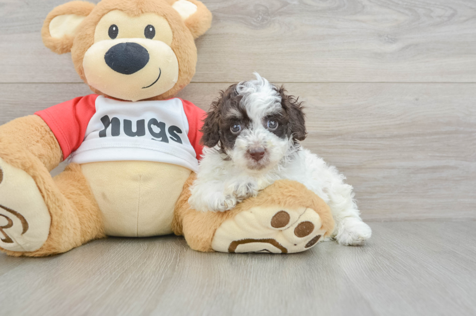 7 week old Poodle Puppy For Sale - Premier Pups
