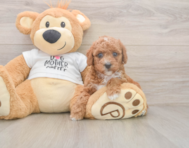 7 week old Poodle Puppy For Sale - Premier Pups