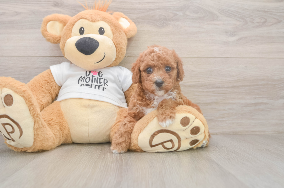 5 week old Poodle Puppy For Sale - Premier Pups