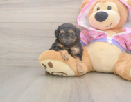 7 week old Poodle Puppy For Sale - Premier Pups