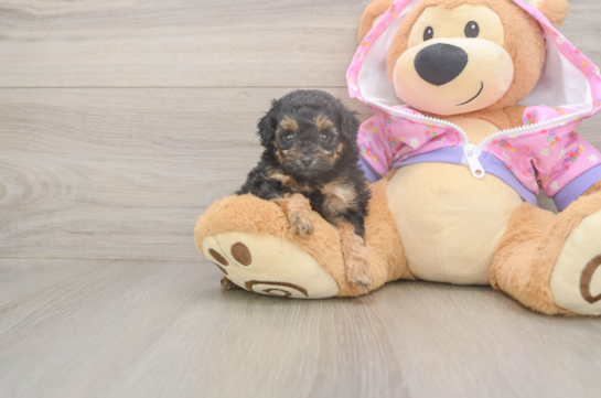 5 week old Poodle Puppy For Sale - Premier Pups Petite Pudle Purebred Puppy