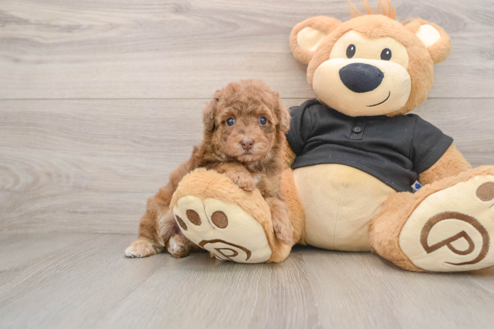 Small Poodle Baby