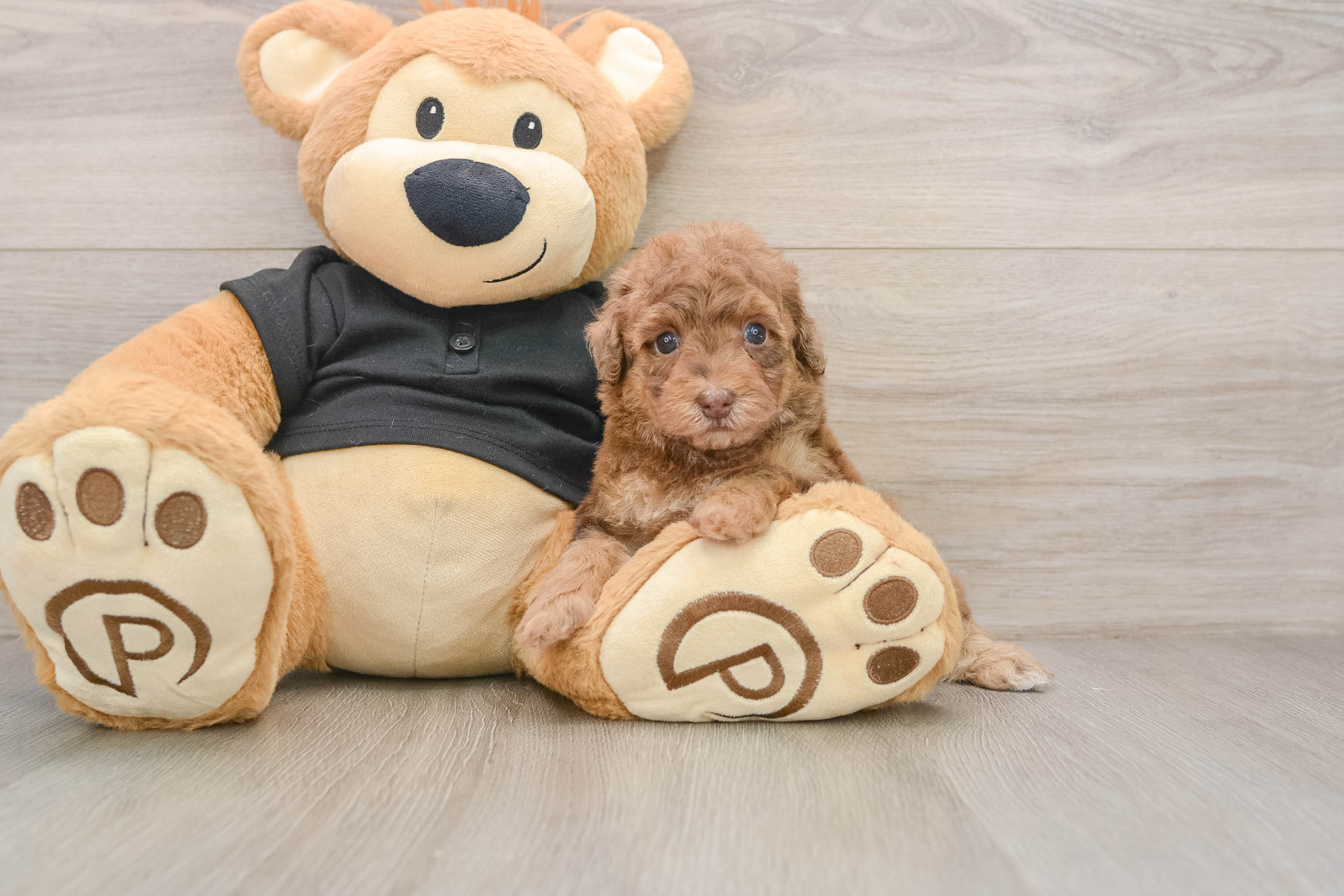 Popular Poodle Baby