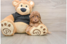 Popular Poodle Baby