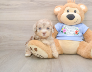8 week old Poodle Puppy For Sale - Premier Pups