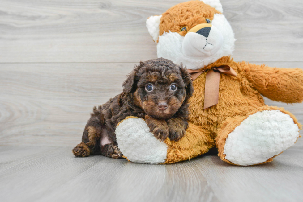 Akc Registered Poodle Baby