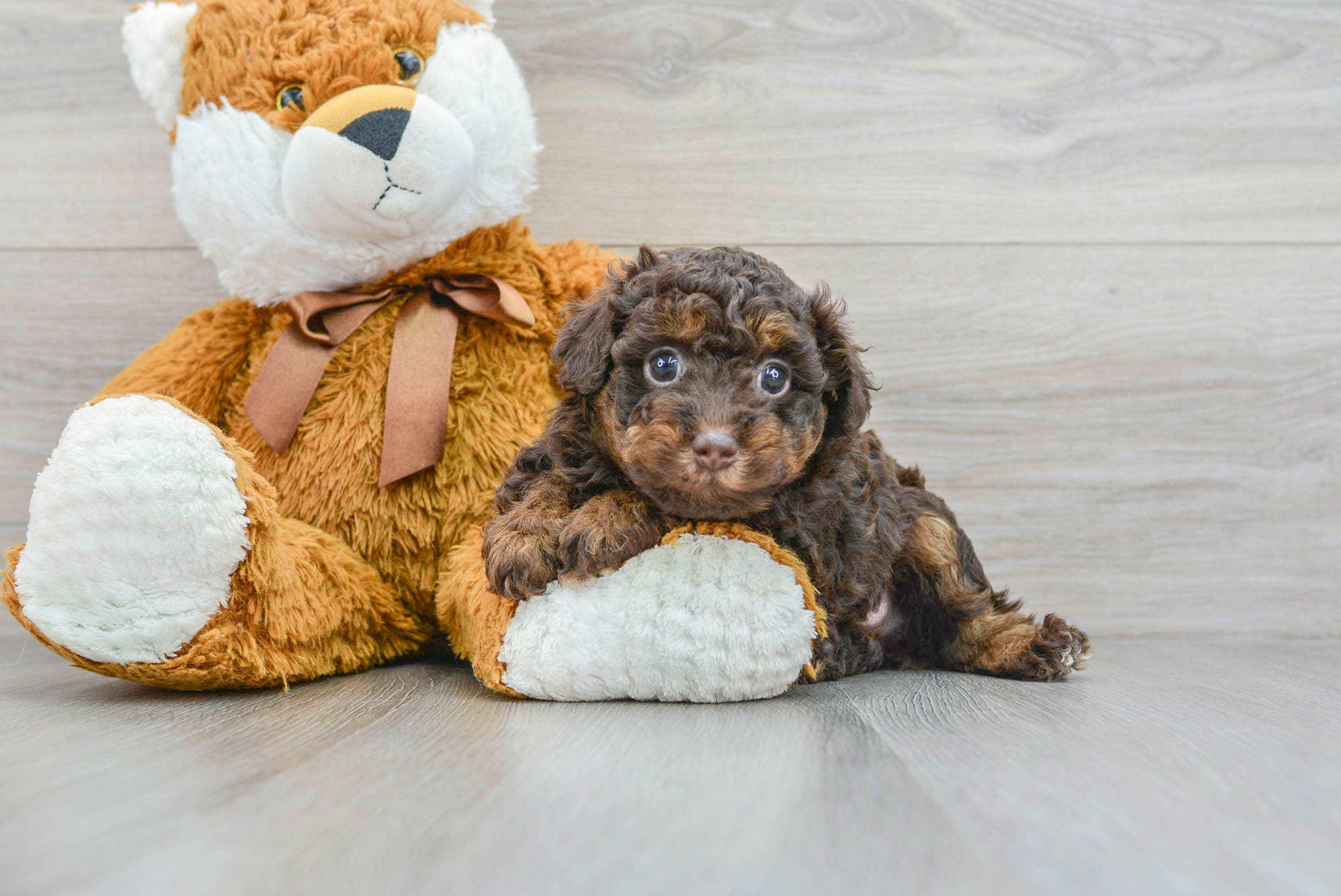 Playful Poodle Baby