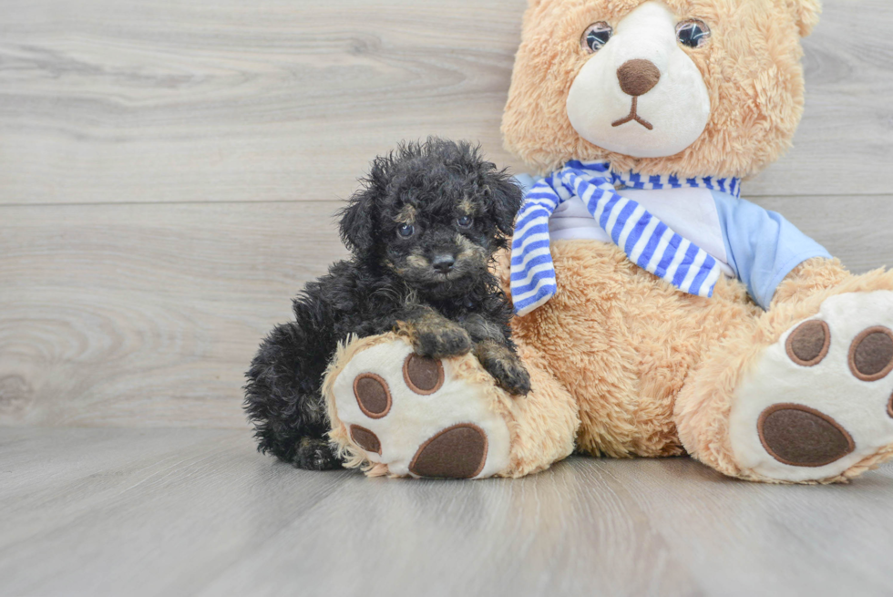 Best Poodle Baby