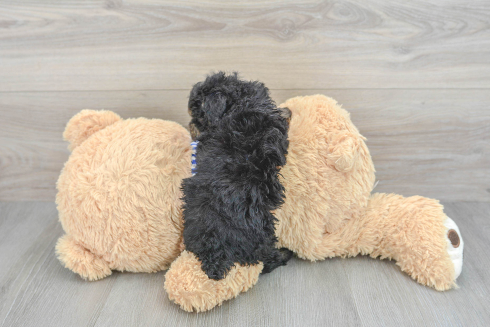 Poodle Pup Being Cute
