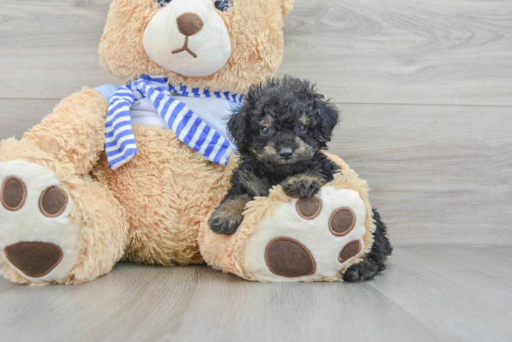 Poodle Pup Being Cute