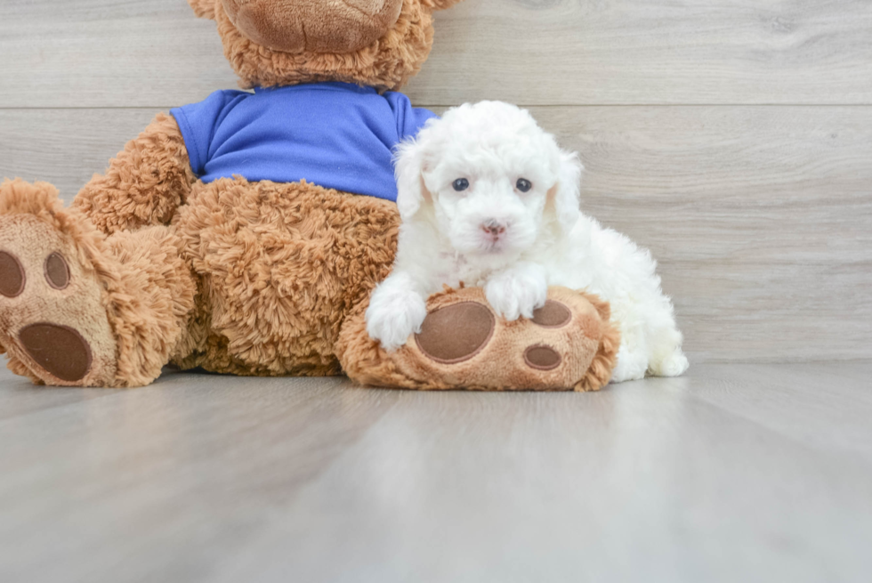 Adorable Pudle Purebred Puppy