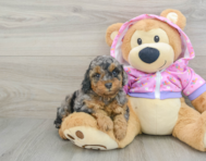 7 week old Poodle Puppy For Sale - Premier Pups