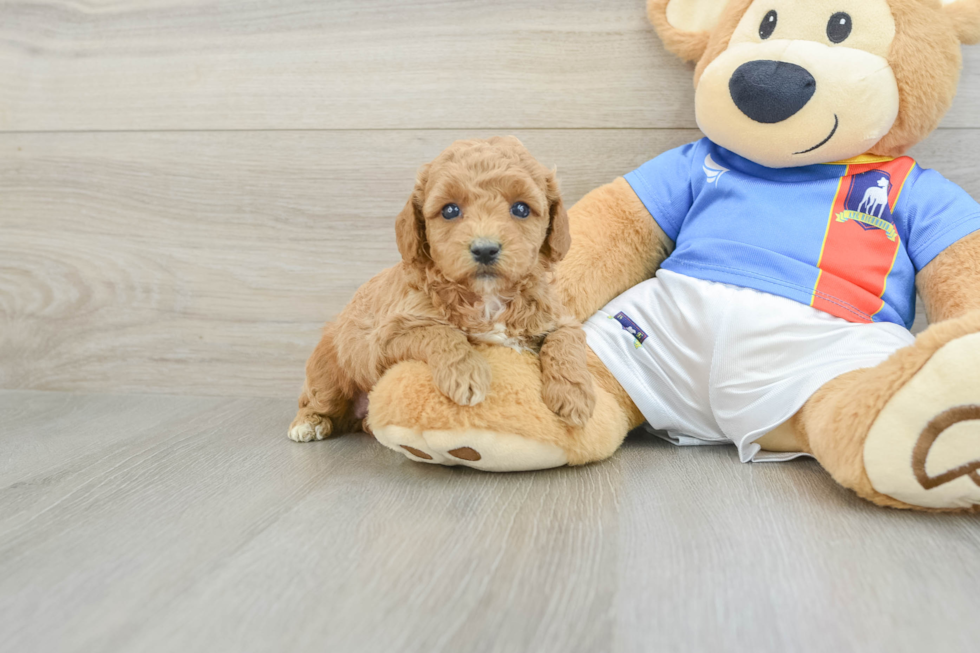 Cute Pudel Purebred Puppy