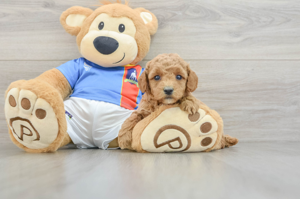 5 week old Poodle Puppy For Sale - Premier Pups