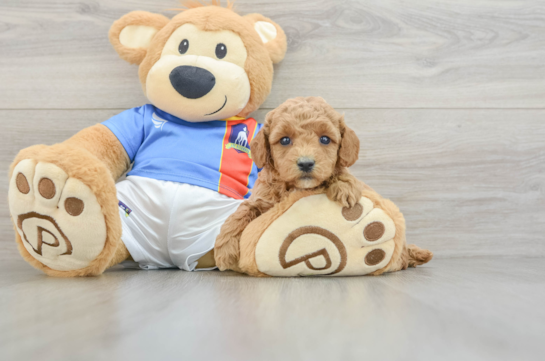 Poodle Puppy for Adoption