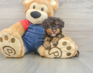 8 week old Poodle Puppy For Sale - Premier Pups