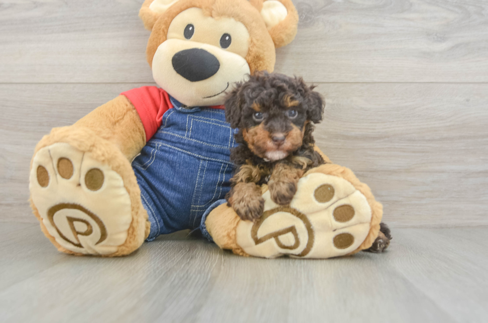 5 week old Poodle Puppy For Sale - Premier Pups