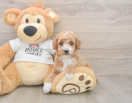 7 week old Poodle Puppy For Sale - Premier Pups
