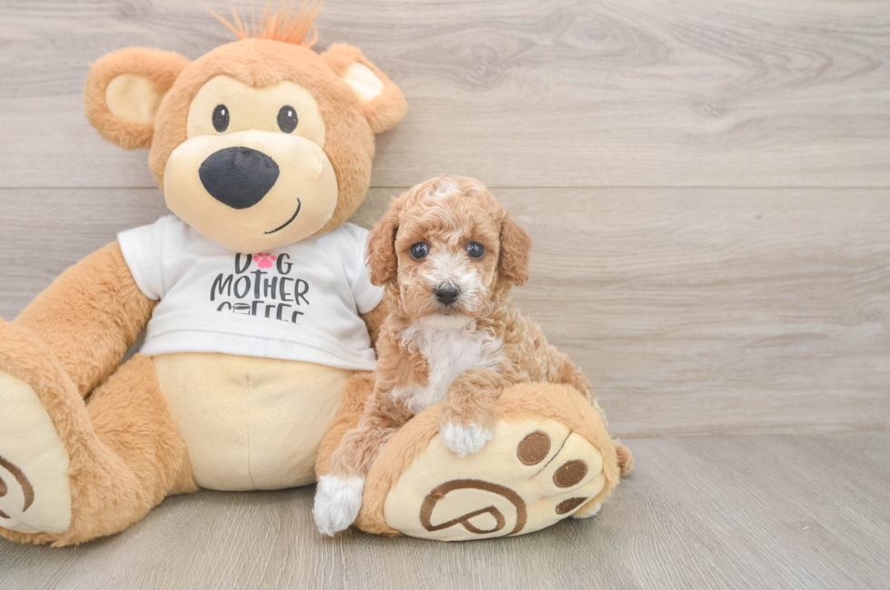 5 week old Poodle Puppy For Sale - Premier Pups