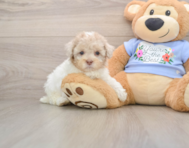 8 week old Poodle Puppy For Sale - Premier Pups