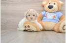 Poodle Pup Being Cute