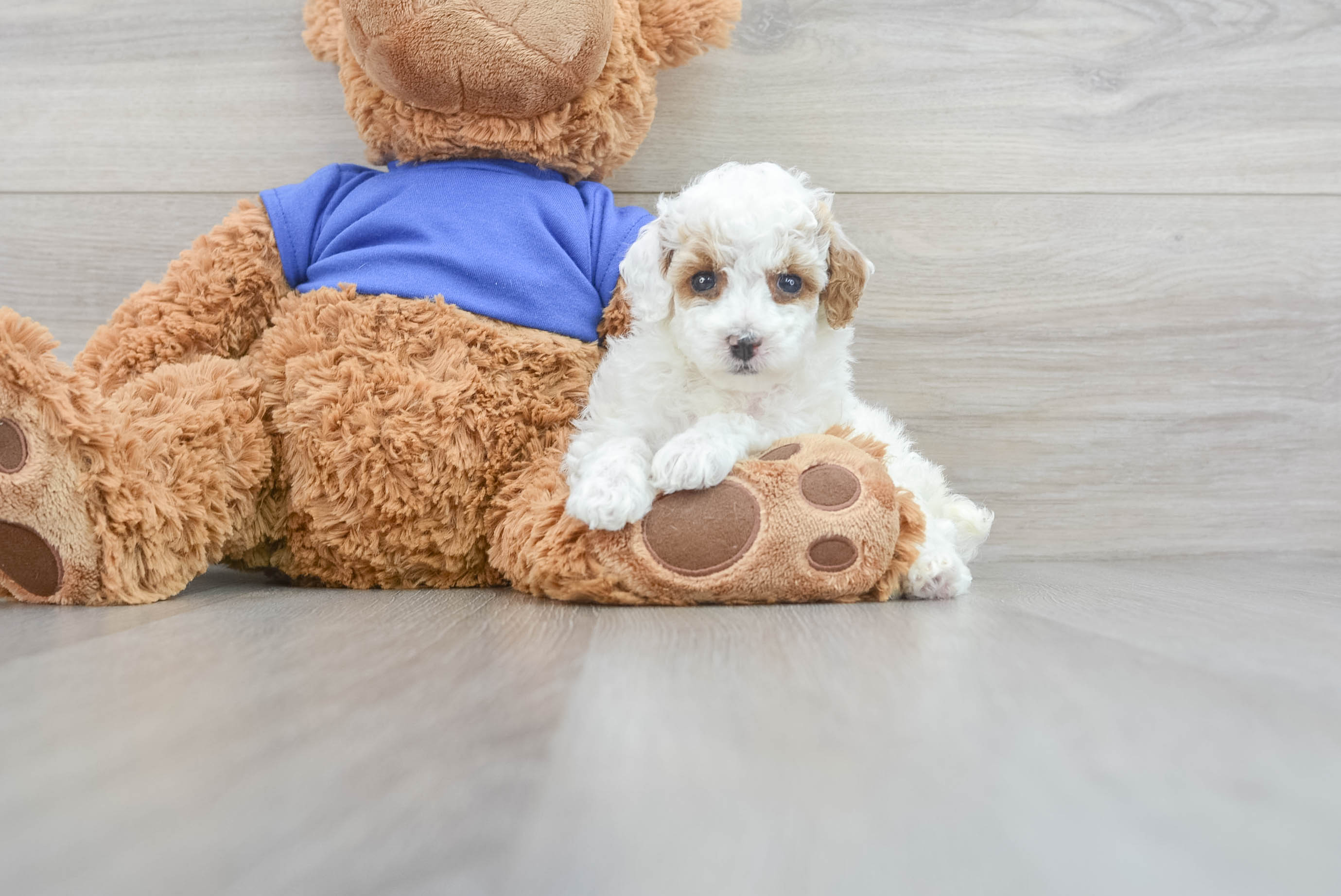 Poodle Pup Being Cute