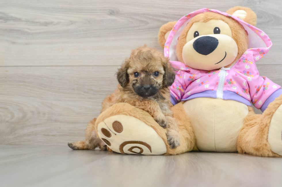 6 week old Poodle Puppy For Sale - Premier Pups